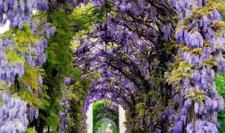 紫藤花园电视剧全集